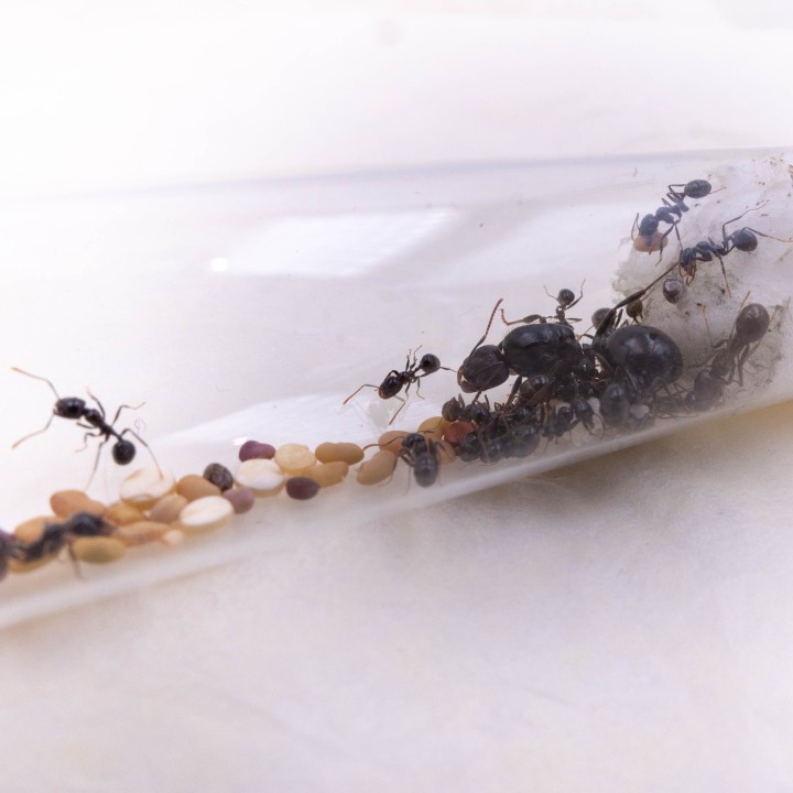 Colonie de Messor barbarus - Minimum 10 ouvrières | FourmiCurieuse