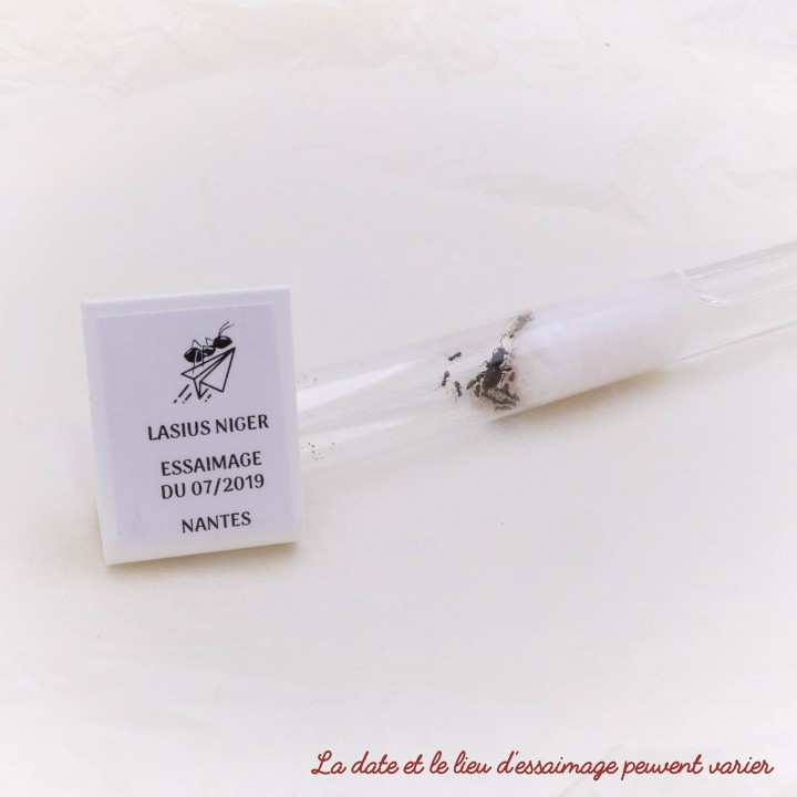 Colonie de Lasius sp. noire - Minimum 10 ouvrières | FourmiCurieuse