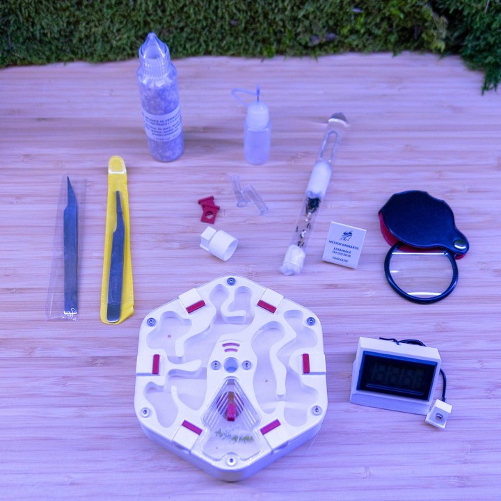 Coffret démarrage fourmis granivores | FourmiCurieuse kit "tout en 1"