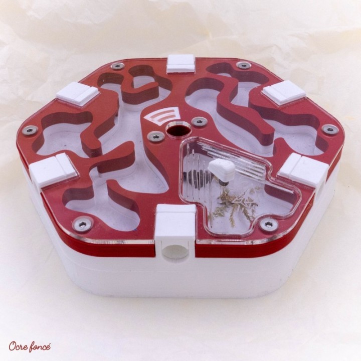 Coffret démarrage fourmis omnivores | FourmiCurieuse kit "tout en 1"