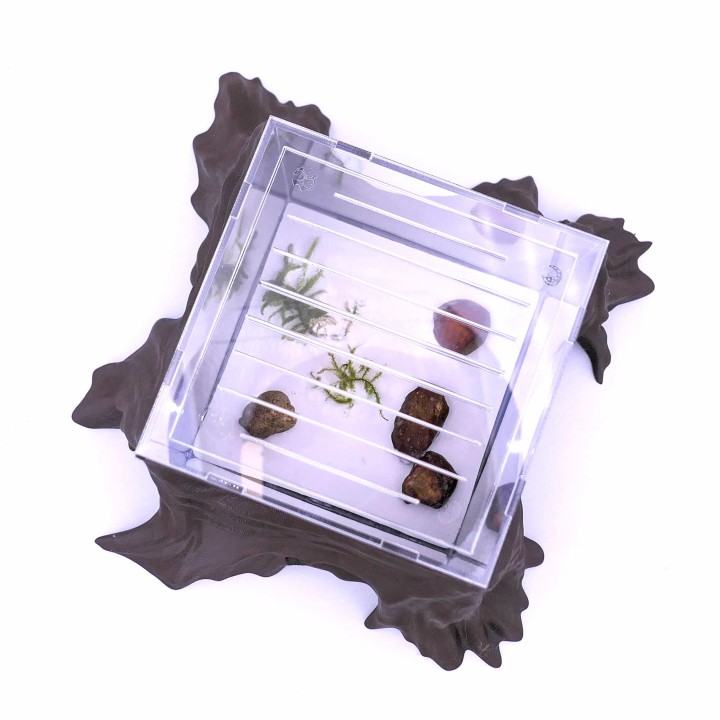 Folia trunca : un espace d'observation pour vous et vos fourmis | FourmiCurieuse