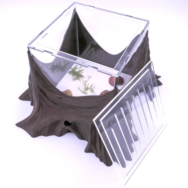 Folia trunca : un espace d'observation pour vous et vos fourmis | FourmiCurieuse