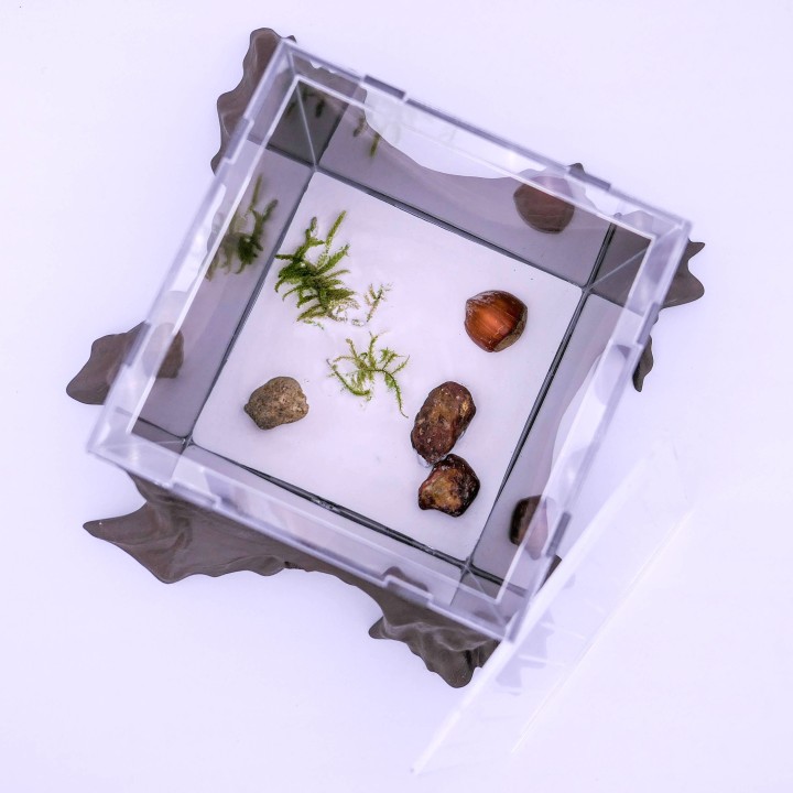 Folia trunca : un espace d'observation pour vous et vos fourmis | FourmiCurieuse