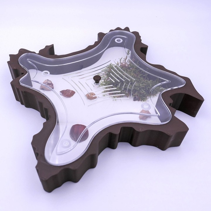 Folia trunca 2D : un espace d'observation pour vous et vos fourmis | FourmiCurieuse