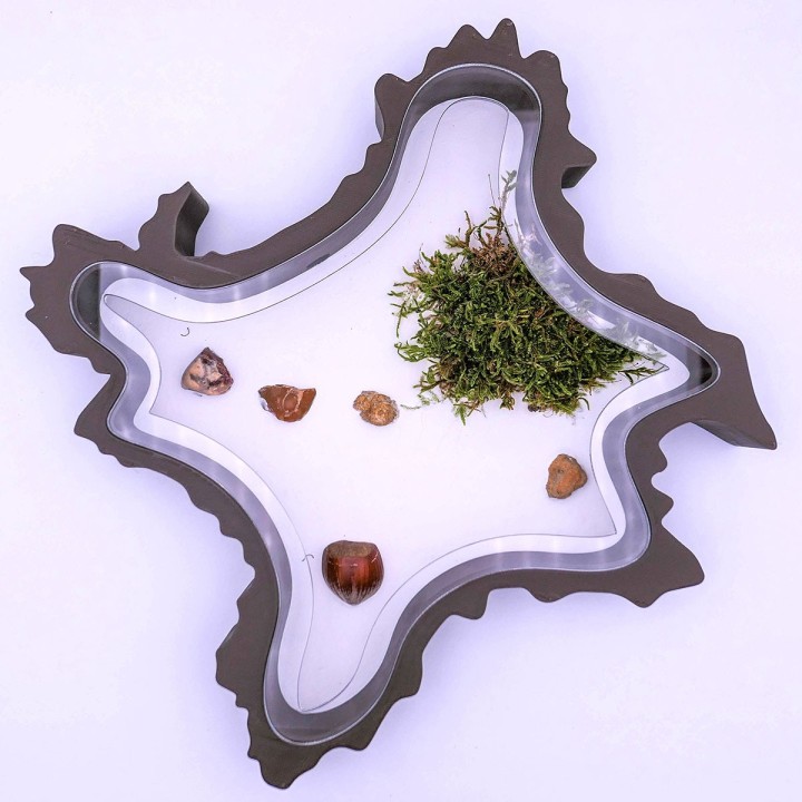 Folia trunca 2D : un espace d'observation pour vous et vos fourmis | FourmiCurieuse