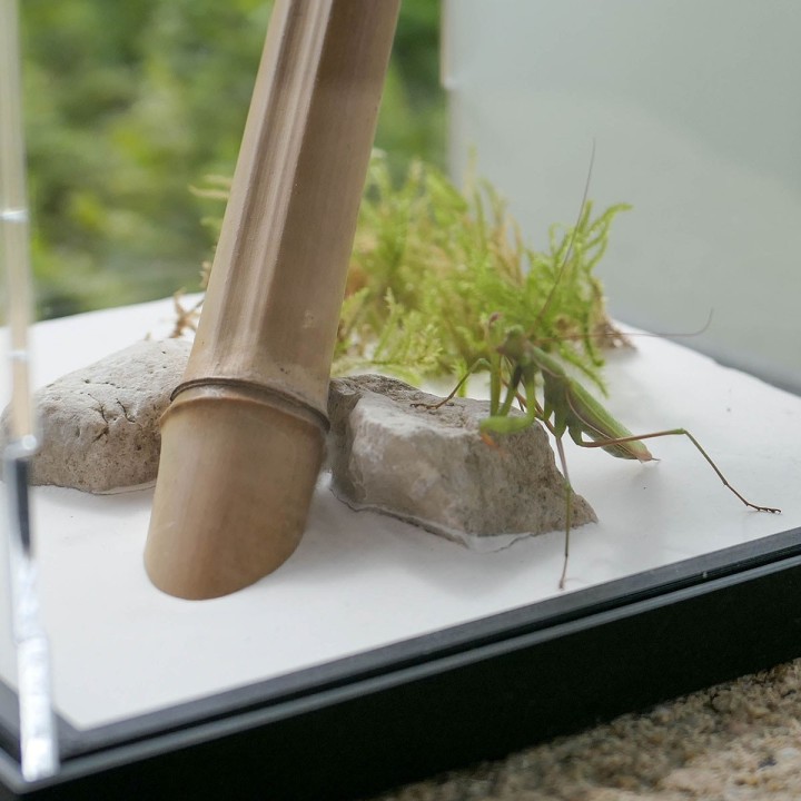 Terrariums mantes et phasmes | FourmiCurieuse