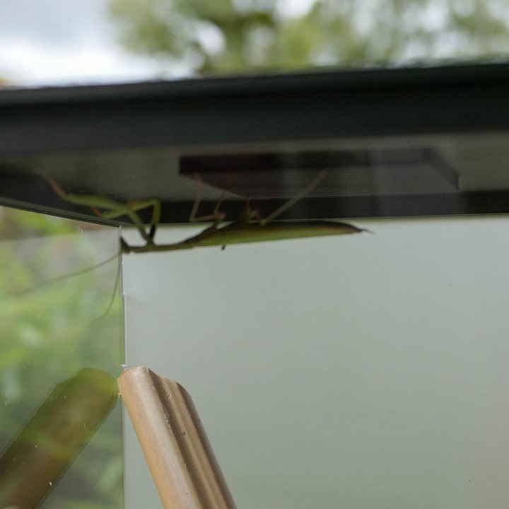 Terrariums mantes et phasmes | FourmiCurieuse