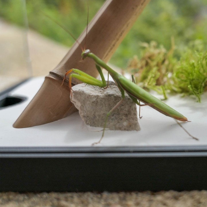 Terrariums mantes et phasmes | FourmiCurieuse