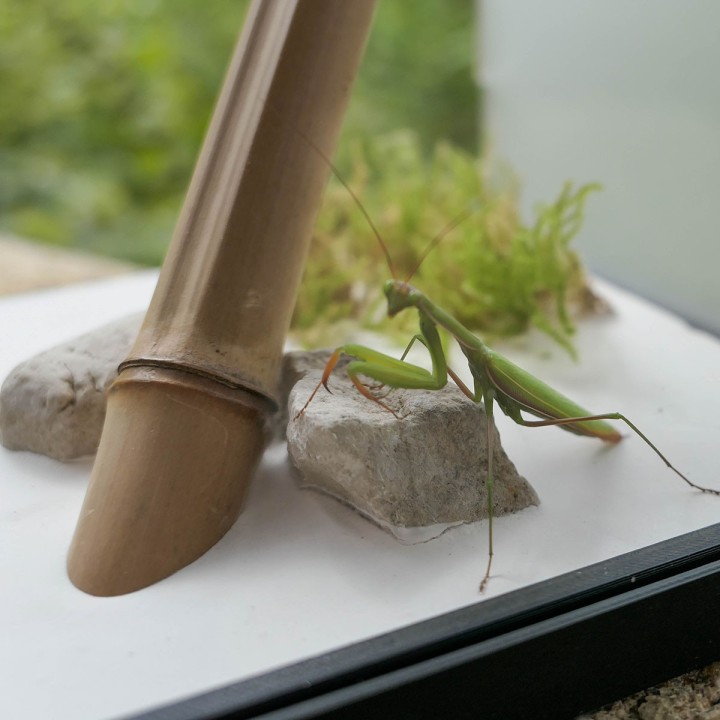 Terrariums mantes et phasmes | FourmiCurieuse