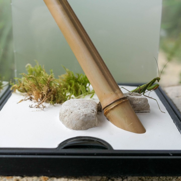 Terrariums mantes et phasmes | FourmiCurieuse
