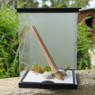 Terrariums mantes et phasmes | FourmiCurieuse