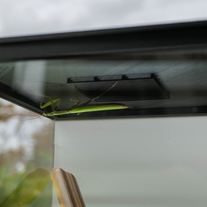 Terrariums mantes et phasmes | FourmiCurieuse