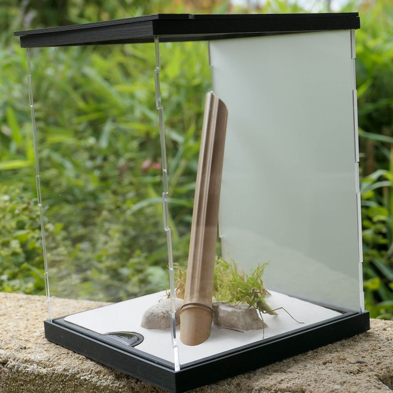Terrariums mantes et phasmes FourmiCurieuse