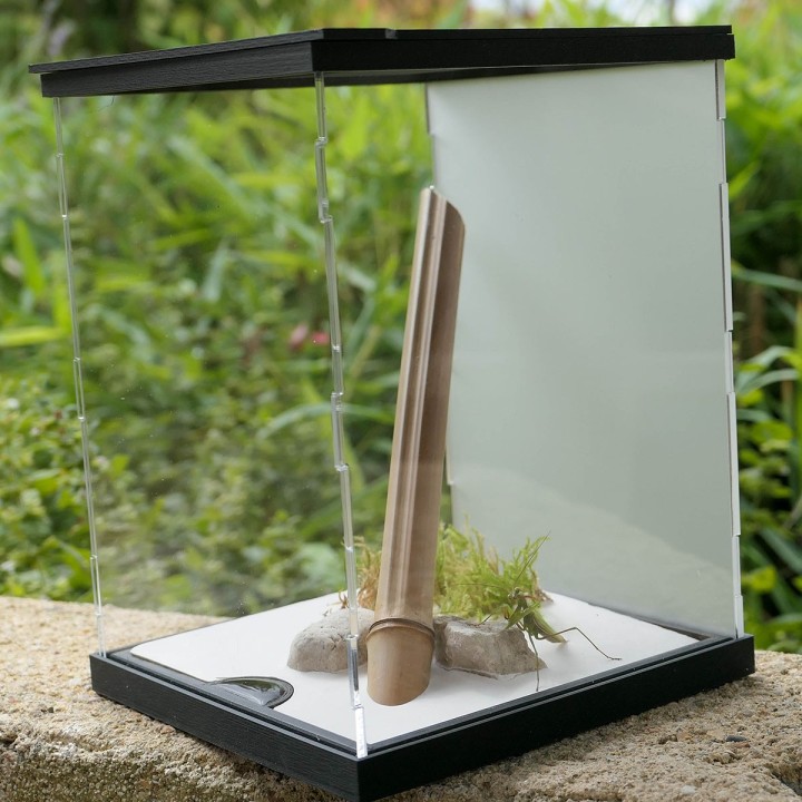 Terrariums mantes et phasmes | FourmiCurieuse