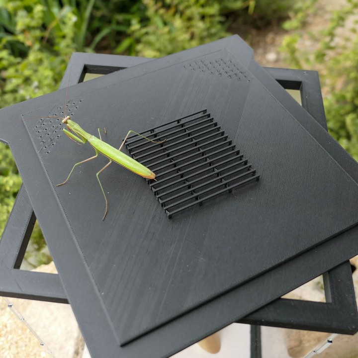 Terrariums mantes et phasmes | FourmiCurieuse