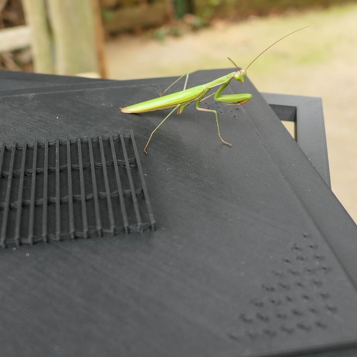 Terrariums mantes et phasmes | FourmiCurieuse