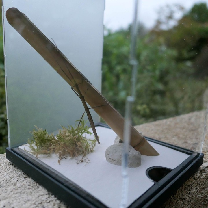 Terrariums mantes et phasmes | FourmiCurieuse