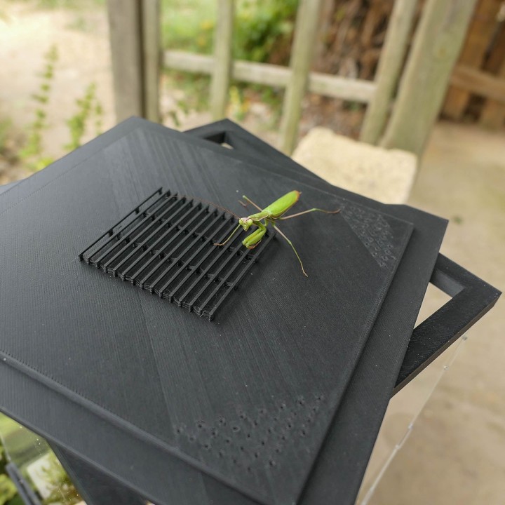 Terrariums mantes et phasmes | FourmiCurieuse