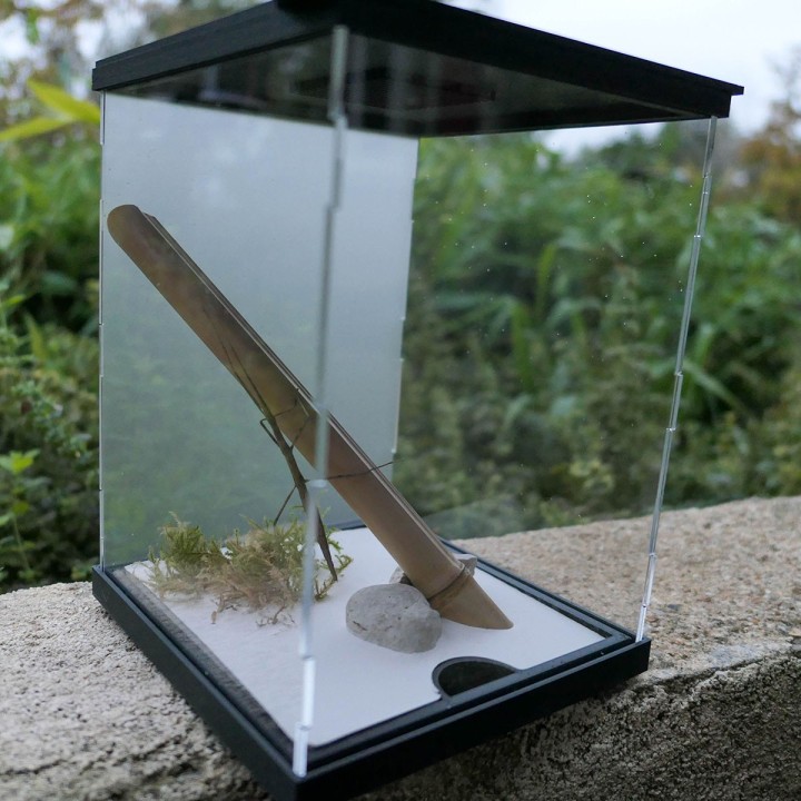 Terrariums mantes et phasmes | FourmiCurieuse