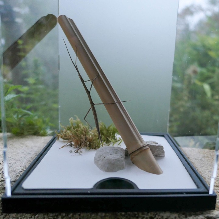 Terrariums mantes et phasmes | FourmiCurieuse