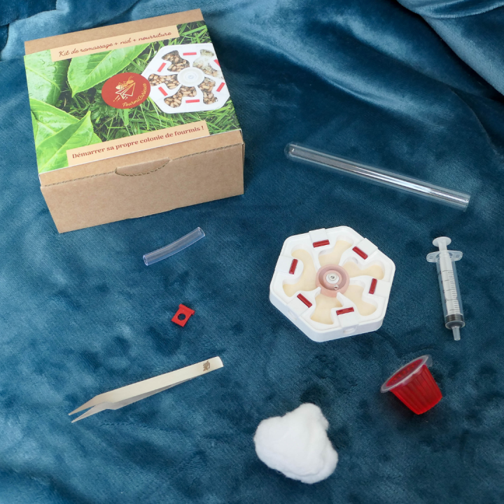 Kit pour essaimages Démarrer sa colonie de fourmis | FourmiCurieuse