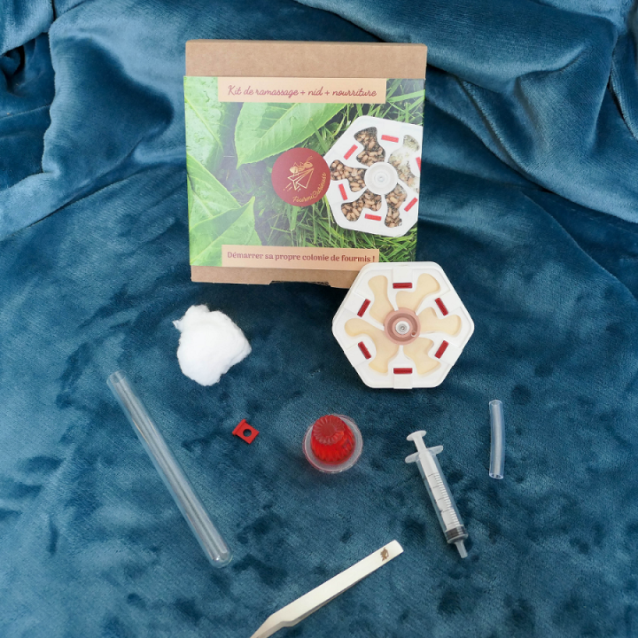 Kit pour essaimages Démarrer sa colonie de fourmis | FourmiCurieuse