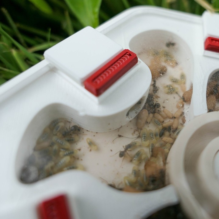 Alveo nano hydra : fourmilière adaptée aux colonies | FourmiCurieuse