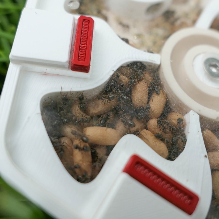 Alveo nano hydra : fourmilière adaptée aux colonies | FourmiCurieuse