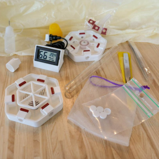 Kit Lasius débutant Alveo nano | FourmiCurieuse