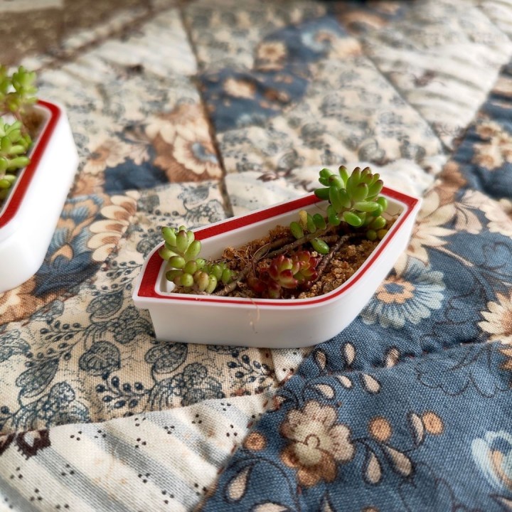 Alveo nano flora : module d'observation pour fourmis | FourmiCurieuse