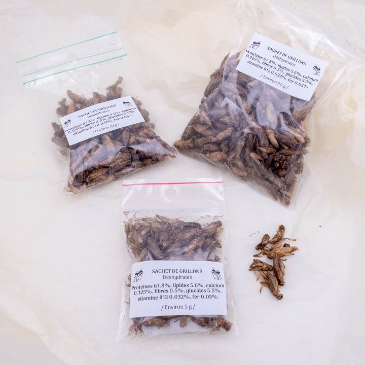 Grillons déshydratés comestibles 5g - 10g - 20g | FourmiCurieuse