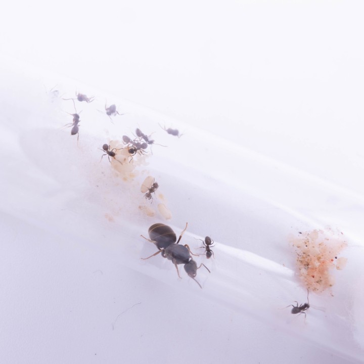 Colonie de Lasius sp. noire - Minimum 10 ouvrières | FourmiCurieuse