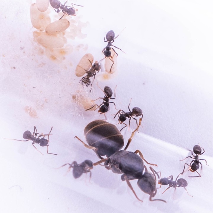 Colonie de Lasius sp. noire - Minimum 10 ouvrières | FourmiCurieuse