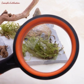 Loupe à main | FourmiCurieuse : découvrez, partagez, chouchoutez !